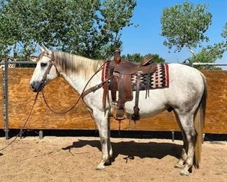 22	

"Smokey" 1200 lb Gray Grade Gelding- See Video!
"Smokey" 1200 lb Gray Grade Gelding. He is 14.3 HH He is 13 + in age. He is a very polite gelding to be around. Very respectful of your space. He is not cinchy and takes his bridle very nice. Has been ridden on the ranches, special trail ride events and used every summer in camp. He has never taken a bad step. He is a great wrangler horse. He will load right up in any stock trailer. He is easy to shoe.