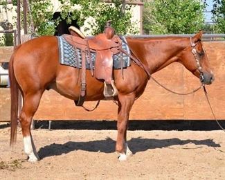 #6 • "Rio" 1100 lb Sorrel Grade Gelding- See Video! "Rio" 1100 lb Sorrel Grade Gelding.  He is 14.3 HH. He is 12+ years old.  He is as cute as a bug.  He loads up in the stock trailer.  He has never taken a bad step. He takes his bridle nice and is not cinchy.  He has been used at the ranch in Parkfield and at the home ranch.  He is in camp every summer with no problems.
 