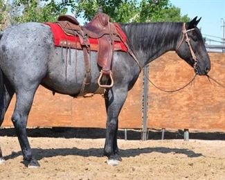 Lot # 14 "Levi" 1350 lb Blue Roan Grade Gelding.  He is 16.2 HH.  He is approximately 8 or 9 years old.  He has been a nice ranch horse.  He has been to camp, but is a big horse for the kids to get on.  Have pasture roped off him.  Open and closes gates.  Have gathered cattle out of the hills of Parkfield and he never missed a beat. Rides bareback too. Has a nice easy lope.   He has been used on the ride events and a tall person can step right up on him. He is not cinchy and bridles nice.  Has always done his job without taking a bad step and ready to ride.  Easy to shoe and work around.  Always ready to load in any stock trailer.