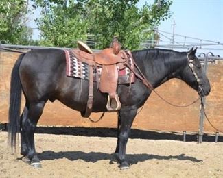 28	

"Hershey" 1150 lb Black Grade Gelding- See Video!
"Hershey" 1150 lb Black Grade Gelding. He is 14.2 HH.  He is 15 + years old. Never taken a bad step. His middle name is slow.  Nothing ever gets him in a hurry. Always ready to ride just throw a saddle on him. Easy too be around. Will just jump into the stock trailer when ever your ready to ride. He is not cinchy and bridles nice. Easy to shoe.