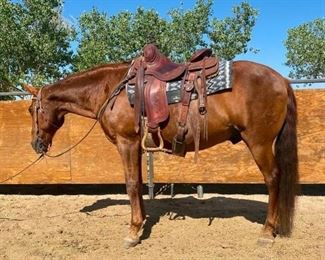 24	

"Skippy" 1100 lb Chestnut Grade Gelding- See Video!
"Skippy" 1100 lb Chestnut Grade Gelding. He is 15 HH. He is 15+ in years. Ready to saddle up at ride just out of the pen. Always takes his bridle very nice. Always careful where ever he goes.  Very respectful of your space. Easy to be around. Never taken a bad step. He is a fast walker and ready to go. He is not cinchy and bridles nice. Ready at anytime to load up into the stock trailer. Easy to shoe. Has a scar on a front pastern, but has never affected his performance.