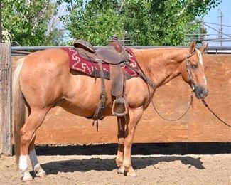 Lot 19: "Ronald McDonald" 1150 lb Palomino Grade Gelding. He is 14.3.  He is 14+ in years. He is a nice yellow gelding that is ready to walk out at the lead spot. He climbs hills, goes through lakes and wherever you want him to go. Has some go so there is no work to riding him. He is has never taken a bad step. Our grand daughter gave him his name and was her go to horse. Will load up into any stock trailer. Not cinchy and bridles nice. Easy to shoe.