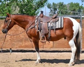 Lot # 18 - "Gumby" 1100 lb Tobiano Paint Grade Gelding. He is 14.1 HH. He is 15+ in years. He was a wranglers go to horse every summer. Used at the ranch on all the event rides. A very cute gelding with plenty of go. He is not cinchy and bridles nice. Always ready to ride. Never taken a bad step. Ready to jump in any stock trailer. Easy to shoe.