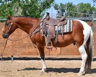 Lot # 18 - "Gumby" 1100 lb Tobiano Paint Grade Gelding. He is 14.1 HH. He is 15+ in years. He was a wranglers go to horse every summer.  Used at the ranch on all the event rides. A very cute gelding with plenty of go. He is not cinchy and bridles nice. Always ready to ride. Never taken a bad step. Ready to jump in any stock trailer. Easy to shoe.