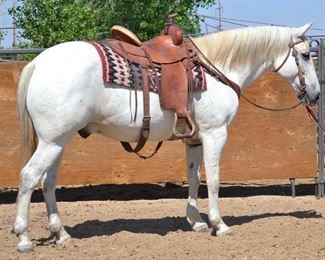 Lot # 17 "Gunner" 1150 lb Gray Grade Gelding. He is 15 HH. He is 15+ in years. He was loved as a wrangler lead horse. Never taken a bad step. Always ready to load up into any stock trailer. He is not cinchy and bridles nice. He is a trail horse, is easy to work around, and loves people. Easy to shoe.