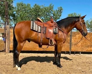 Lot 16: "Freddy" 1150 lb Bay Grade Gelding. Freddy is 14.3 HH. He is close to 14 + years old and all the wranglers loved his personality and go. He was always used as a front or back wrangler horse. At the ranch he is always the first one to come and get his picture taken in the winter when they are running free. Ready to jump in any stock trailer. He is not cinchy and bridles nice. Never taken a bad step and easy to shoe.

