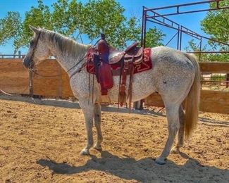 33	

"Blue" 1050 lb Flea Bitten Gray Grade Gelding
"Blu" 1050 lb Flea Bitten Gray Grade Gelding. Blu is 15.1 HH.  He has been ridden at the ranch, rode on the trail and done a little team sorting.  He is 15+ in years and seen a lot of country.   He is not cinchy and bridles nice. Easy to shoe.  Has never taken a bad step. 
****Video coming soon*****