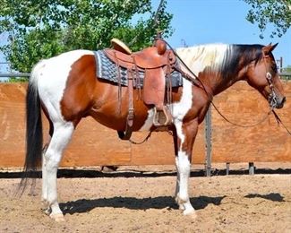 30	

"Mr. Spot" 1250 lb Bay Tobiano Grade Gelding- See Video!
"Mr. Spot" 1250 lb Bay Tobiano Grade Gelding. He is 15.3 HH. Spot is 16+ in years. He takes kids and big enough to give counselors comfortable rides every year and never has a problem. Is used on the ranch for dignitaries on special rides too. Big with lots of color! He is not cinchy and bridles very nice. Easy to shoe. A horse that can only be used on light to medium riding.
 

 