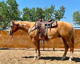 Lot # 15 "Ziggy" is an 1100 lb Overo Palomino Paint Grade Gelding. He is 15.1 HH. He is 15+ in years and quite the stylish horse. He will climb any mountain and always used in all the lines at camp. Nice to work around and easy to catch. He has never taken a bad step and always ready to saddle up and ride at any time. He is not cinchy and bridles nice. Will jump into any stock trailer when your ready to ride. Easy to shoe.