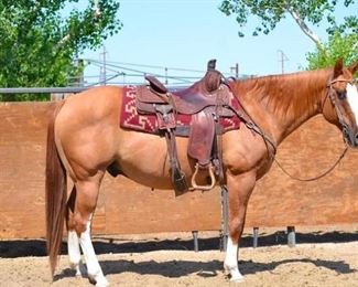 29	

"Dunny" 1250 lb Line Back Dun Grade Gelding- See Video!
"Dunny" 1250 lb Line Back Dun Grade Gelding. He is 15 HH. Dunny is 16+ in years and needs some maintenance and light to medium riding. Has been always requested in every camp he has ever been used in. He is easy to catch an an easy keeper too. Ready to jump right into any stock trailer. He is not cinchy and bridles nice. Easy to shoe.