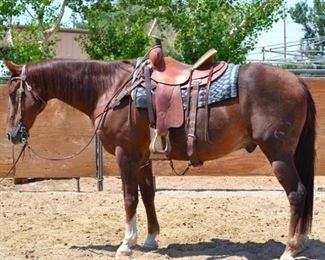 Lot 20: "Sir Lancelot" 1100 lb Chestnut Grade Gelding. He is 15.3 HH. He is 15+ years old. You can just saddle up, he will jump into any stock trailer and give you a great ride at the drop of a hat. He is not cinchy and bridles nice. He has been ranched off of and used in the camps every year. He will walk out. He has never taken a bad step and easy to shoe.