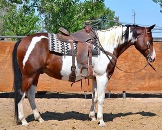 Lot # 13 "Puzzles" 1100 lb Bay Paint Grade Gelding- See Video! "Puzzles" 1100 lb Bay Paint Grade Gelding. Hes is 15.1 HH.  He is a trail horse and loves to be in your pocket. He is 14+ years old.  He willing jumps into any stock trailer and hauls great. He has never taken a bad step and is ready to ride anywhere. Easy to shoe. He is not cinchy and bridles nice. Puzzles has to wear a cribbing collar