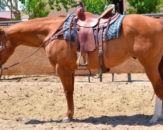 Lot # 11 "Handy" 1250 lb Grade Quarter Horse Sorrel Gelding. He is 15.1 HH. He is 12 + years old. He has been used on special events, rode at the ranch and used in the camps. He is not cinchy and bridles nice. He is a nice made horse and will willing jump into any stock trailer. He has never taken a bad step and ready to go down the trail. He is easy to shoe.