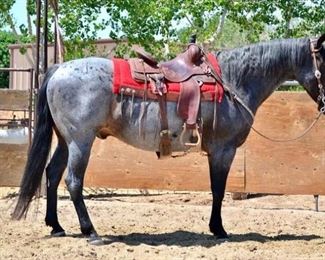 Lot # 12: "Roanie" 1350 lb Blue Roan Grade Gelding.  He is 16 HH.  He is 14+ yeas old.  He is a gentle giant and goes to work every summer.  He is a nice big horse that has never taken a bad step. He has been pasture roped off of..  He is not cinchy and bridles nice.  Grows a nice big mane and tail.  He will load into any stock trailer  with no problems.  Ready to saddle and ride. He is easy to shoe.