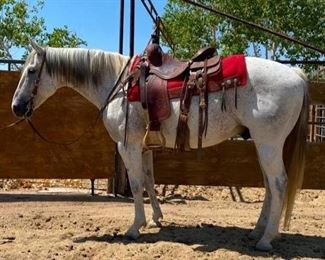 Lot # 10 "Flea" 1100 lb Gray Grade Gelding- See Video! "Flea" 1100 lb Gray Grade Gelding.  Flea is 14.3 HH.  He is 15+ years old.  He is loved by the wranglers in the camp and gives his all everyday when on the job.  He will willing jump into any stock trailer with ease. He is not cinchy and He always takes his bridle very nice.  He has never taken a bad step.  He is easy to shoe.