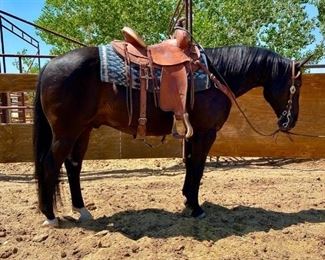 Lot # 9 "Scooter" aka Edward 1150 lb Black Grade Gelding- See Video!This gelding has been ridden at the ranch and used in the camps. He is 14.1 HH.  He is 8+ years old. He is a nice black horse. Has a kind eye and always in your pocket. He is not cinchy and takes his bridle nice. Sound, round and ready to ride when you are. He is a trail horse. Will load in any stock trailer. Easy to shoe.