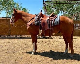 27	

"Zip" 1100 lb Grade Sorrel Overo Paint Gelding- See Video!
"Zip" 1100 lb Grade Sorrel Overo Paint Gelding. He is 16+ years old. Zip is 14.3 1/2 HH. Zip has always been a great go to horse.  You can just pull him out of the pen and saddle him up for a great ride. You can put anybody on him and he gives them a great ride.  Used on the ranch and in the camps. He is very respectful of your space when you work around him. He has never taken a bad step.  He is not cinchy and bridles nice. Loads right up in the stock trailer with ease. Easy to shoe.