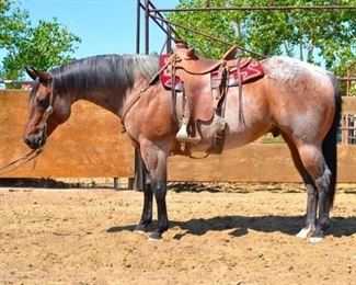 Lot # 8 Big Jake
"Big Jake" 1350 lb Bay Roan Gelding. He is 15+ years. He is 16 HH.
Started as a ranch and pasture rope horse. He is a gentle giant. He always takes his bridle very nice. Used in the camps and on the ranch. Gentle for everybody. Will load in any stock trailer. Open and closes gates. Goes down the trail or has been used in different events. He has never taken a bad step. A big horse that makes you take a look at him. Easy to shoe.