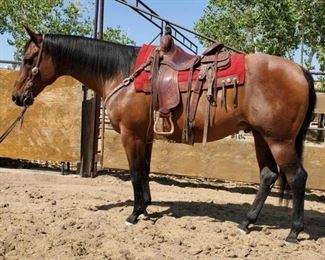 Lot # 7 "Maxwell" 1250 lb Grade Bay Gelding.  He is approximately 14+ years old.  He is 16.2 HH.  He is not cinchy and takes the bridle nice too.  He is a horse that can work in the camps and anyone can ride.  Always takes his bridle very nice.  He is used at the ranch when ever we need a extra horse.  He is used whenever a dignitary needs to use a horse at any type of event.  Will load himself in any stock trailer.  Is not herd bound about leaving other horses.  You can step off and fix fence while all the other horses leave and does not have a problem.  Easy to shoe.
