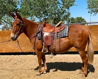 Lot 21: "Twinkie" Sorrel Molly Mule. 14.1 HH. She is 15+ years. She rides and drives single or double. She bridles and saddles with no problems. This mule is a pleasure and easy to ride on the trail. She has been used at the Mission Inn to pull a wagon. The kids in camp just loved her. She will just come right up to you and is easy to catch. Will jump into any stock trailer. She is not cinchy and bridles nice and easy to shoe.