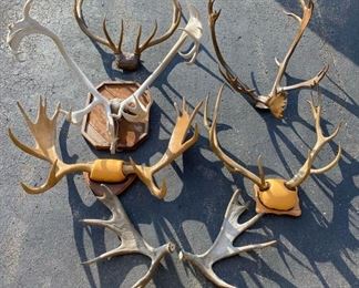 •	Selection of Moose, Caribou and Elk Antler Mounts