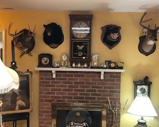 Taxidermy collection