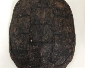 Snapping Turtle Shell 10 1/2”