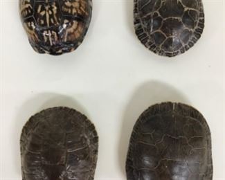 Assorted Small Turtle Shells 