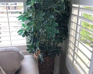 silk tree