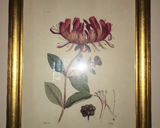 Beautifully Framed Botanical Print 
From Le Marche’