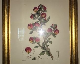 Beautifully Framed Botanical Print from Le Marche’ 