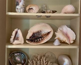 Large shell collection, conch, abalone, coral more