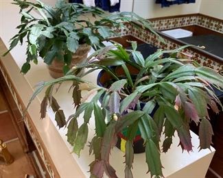 Christmas cactus