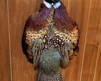 Pheasant