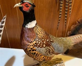 Mounted pheasant
