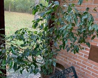 Ficus tree