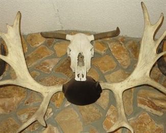 Texas Steer & Large Taxidermy Moose Antlers Mount
