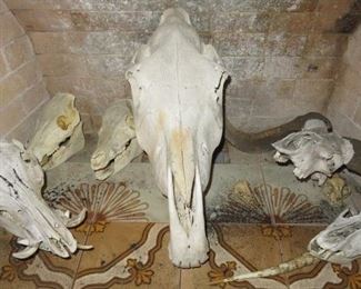 Vintage Horse, Hog & Sows Skulls