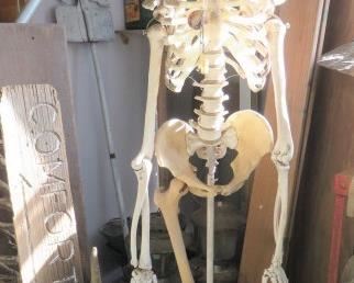 Full Life Size Human Skeleton