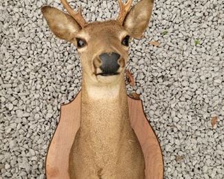 Deer mount