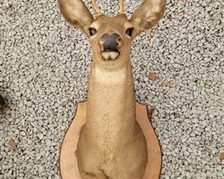Deer mount