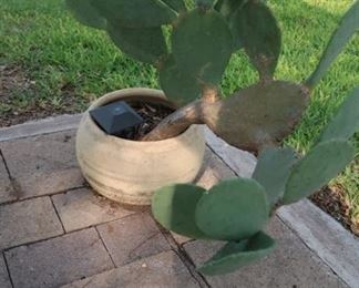 Cactus Potted Plant