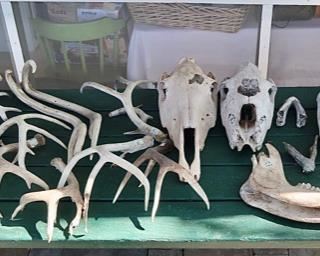 Nice horns, skulls and jaws