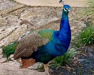 Duncan + Ranch Mascot!!!