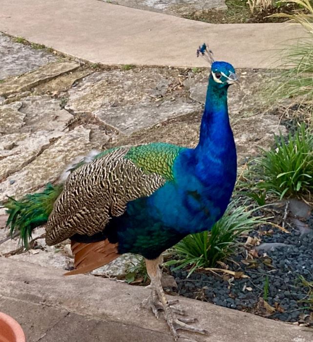 Duncan + Ranch Mascot!!!