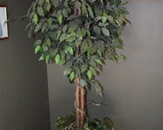 Ficus