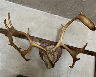Large Real Horns $65
