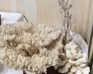 PHT429 Beautiful White Coral on Base