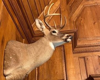 Taxidermy Deer 