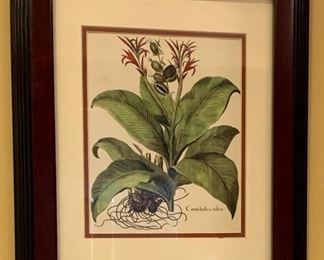 Botanical Art Print